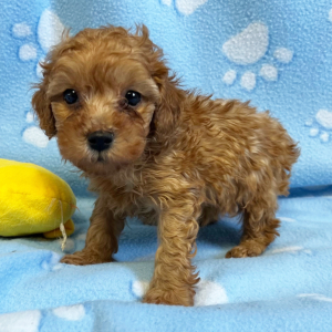 Poodle Puppy Blaze