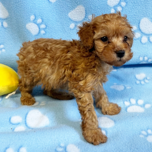 Poodle Puppy Blaze
