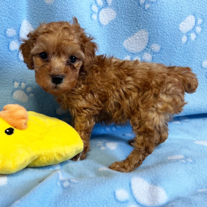 Poodle Puppy Blaze