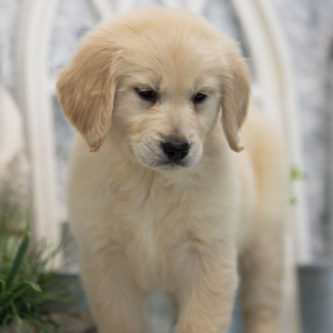 Golden Retriever Puppy Piper