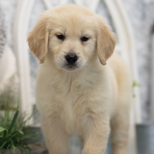 Golden Retriever Puppy Piper