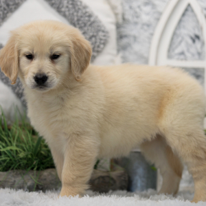 Golden Retriever Puppy Piper