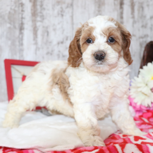 Cockapoo Puppy Pumpkin