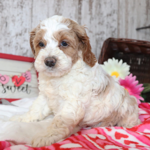 Cockapoo Puppy Pumpkin