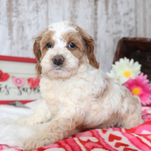 Cockapoo Puppy Pumpkin