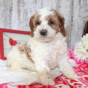 Cockapoo Puppy Pumpkin