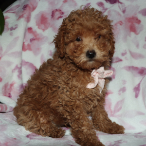 Poodle Puppy Dane