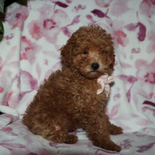 Poodle Puppy Dane