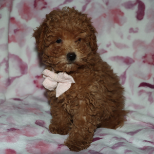 Poodle Puppy Dane
