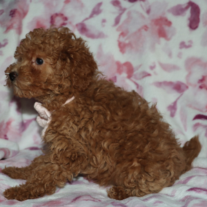 Poodle Puppy Dane