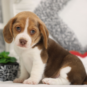 Beagle Puppy Rapper