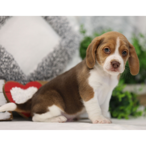 Beagle Puppy Rapper