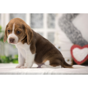 Beagle Puppy Rapper