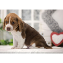 Beagle Puppy Rapper