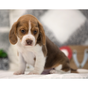 Beagle Puppy Rapper