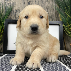 Golden Retriever Puppy Jerry