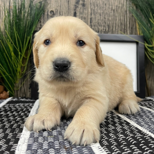 Golden Retriever Puppy Jerry