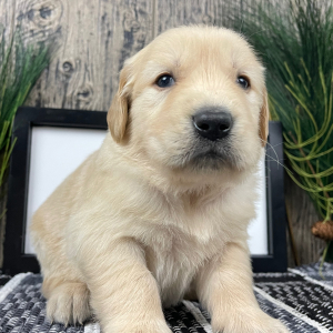 Golden Retriever Puppy Jerry