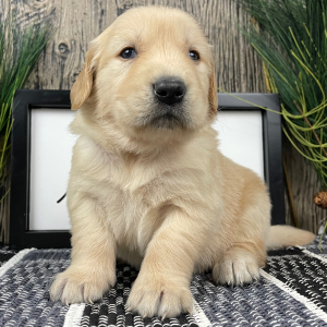 Golden Retriever Puppy Jerry