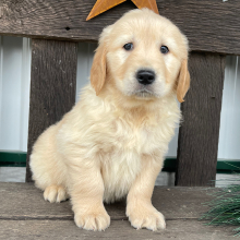 Golden Retriever Puppy Jerry