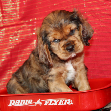 Cocker Spaniel Puppy Sye
