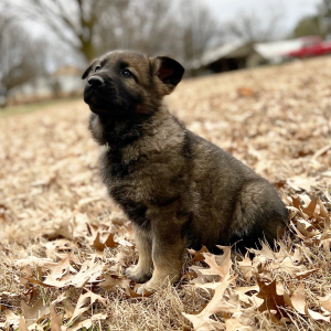 German Shepherd Dog Puppy Lola