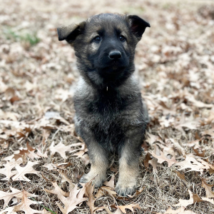 German Shepherd Dog Puppy Lola