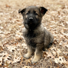 German Shepherd Dog Puppy Lola