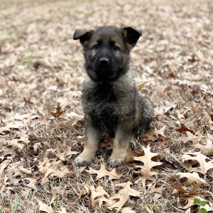 German Shepherd Dog Puppy Lola