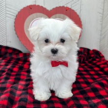 Maltese Puppy Dakota