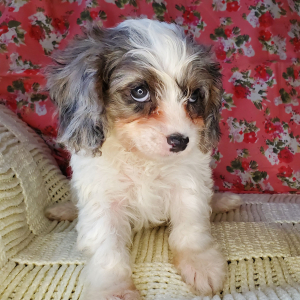 Cavapoo Puppy Diamond