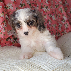 Cavapoo Puppy Diamond