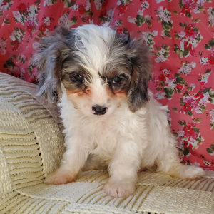 Cavapoo Puppy Diamond