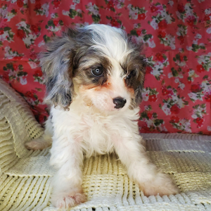 Cavapoo Puppy Diamond