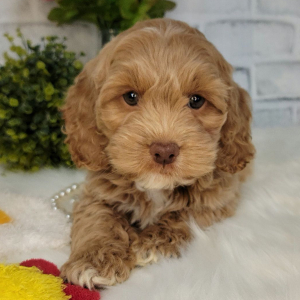 Cockapoo Puppy Clara