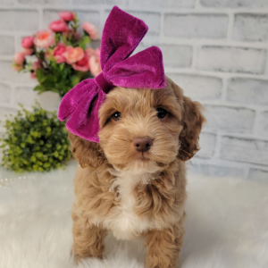 Cockapoo Puppy Clara