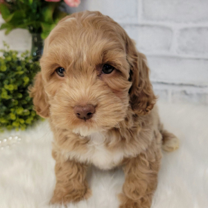 Cockapoo Puppy Clara