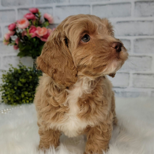 Cockapoo Puppy Clara