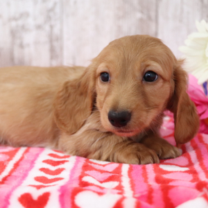 Dachshund Puppy Amy