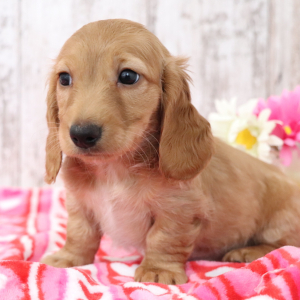 Dachshund Puppy Amy