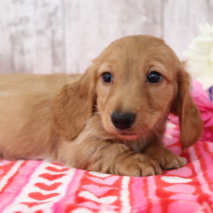 Dachshund Puppy Amy