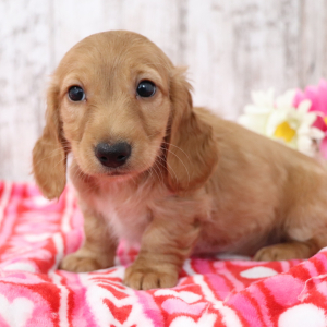 Dachshund Puppy Amy