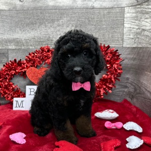 Poodle Puppy Adam