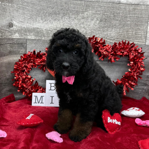 Poodle Puppy Adam
