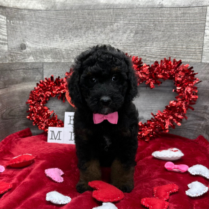 Poodle Puppy Adam