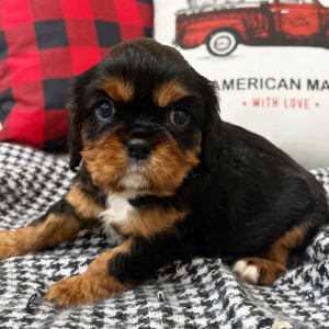 Cavalier King Charles Spaniel Puppy Joey
