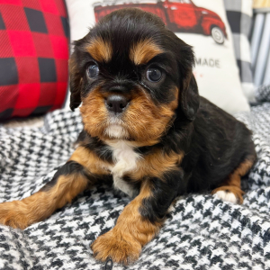 Cavalier King Charles Spaniel Puppy Joey