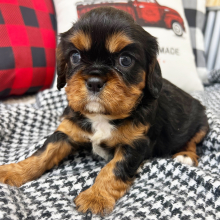 Cavalier King Charles Spaniel Puppy Joey