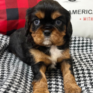 Cavalier King Charles Spaniel Puppy Joey