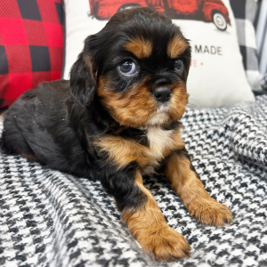 Cavalier King Charles Spaniel Puppy Joey